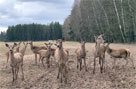 СКОЛЬКО ЗВЕРЯ В БЕЛОРУССКИХ ЛЕСАХ?